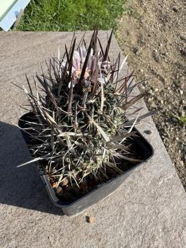 Stenocactus erectocentrus